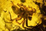 Two Fossil Flies (Diptera) & Two Spiders (Araneae) In Baltic Amber #159796-2
